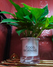 特价绿萝盆栽室内客厅办公室吸甲醛净化空气水培植物绿植花卉好养 【1盆】绿萝+早安吸水盆 整体含盆高度20-25cm 实拍图