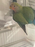 万宠汇 鸟活体虎皮鹦鹉笼养牡丹玄风活鸟学说话手养小太阳鹦鹉宠物鹦鹉 绿桃牡丹鹦鹉1只（公母备注） 实拍图