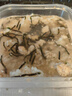 七鲜三文鱼茶泡饭272g 实拍图