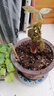 ⭐【包活】发财树盆栽鲜花绿植物办公室内吸甲醛绿萝文竹水培易养 【粗2-3cm】单杆发财树【原盆】 实拍图