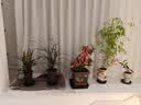 德沃多花盆托盘4号咖啡色*3塑料加厚接水托盘底座底盘绿植兰花种植盆托 实拍图