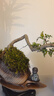 【清香木盆景】飘枝老桩花卉好养绿植盆栽茶桌高档年货带花盆底座 酒壶盆清香木15-20+底座+小沙弥 实拍图