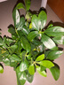 【八方来财】发财树鸭脚木盆栽四季常青桌面防辐射花卉盆景 八方来财20厘米4颗【發陶瓷盆】 送肥料 实拍图