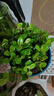 四季常青金鱼花吊兰盆栽室内绿植花卉多肉植物发财树好养易活客厅 01：金鱼吊兰【整盆20-30颗】原盆土 实拍图