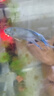 森森鱼缸水族箱加热棒自动恒温防爆缸加温棒小型鱼缸加热器 50W石英更省电带保护套（16.5cm长）带数显+ 实拍图