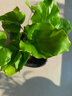 年宵花富贵竹龙鳞春羽水培植物春节过年装饰绿萝盆栽花卉绿植年货 精品春羽20-25cm【3棵】送营养液 实拍图