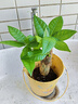 【带盆高度约15-25cm】发财树盆栽室内植物客厅办公室吸甲醛好养 单杆发财树+塑料四方舍得盆+小方底座 花盆直径约8cm 实拍图
