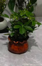 【八方来财】发财树鸭脚木盆栽四季常青桌面防辐射花卉盆景 八方来财20厘米4颗【發陶瓷盆】 送肥料 实拍图
