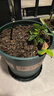墨斗鱼花盆加仑盆加厚高款5加仑*2种菜盆大号盆栽树脂塑料简约带托盘 实拍图