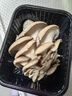 房山平菇300g 实拍图