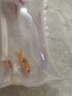 金鱼草金鱼观赏鱼冷水好养耐活小鱼苗锦鲤 5-7cm 红草金买1条送1条（加备损） 实拍图