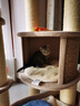 兽牌森林猫爬架大型猫树猫窝一体豪华剑麻猫架太空舱缅因大猫暖冬适用 森林【经典款】 实拍图