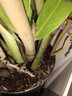 叹为观止大型植物发财树各种大颗盆栽开业乔迁客厅办公室内好养大型花卉 金钱树【80厘米-1米】 含盆 实拍图