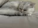 GO！SOLUTIONS无谷九种肉全猫粮8磅/3.63kg多肉成猫幼猫通用原装进口 实拍图