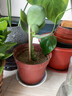 特级浓香型企黑兰花国兰客厅四季好养盆栽绿植物国花高端送礼物 高度40cm冠幅15cm特级精品兰花 3苗裸根发货 实拍图