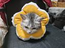 华元宠具（hoopet）猫咪伊丽莎白圈幼猫项圈宠物狗狗圈颈圈脖圈头套犬耻辱圈防舔头罩 实拍图