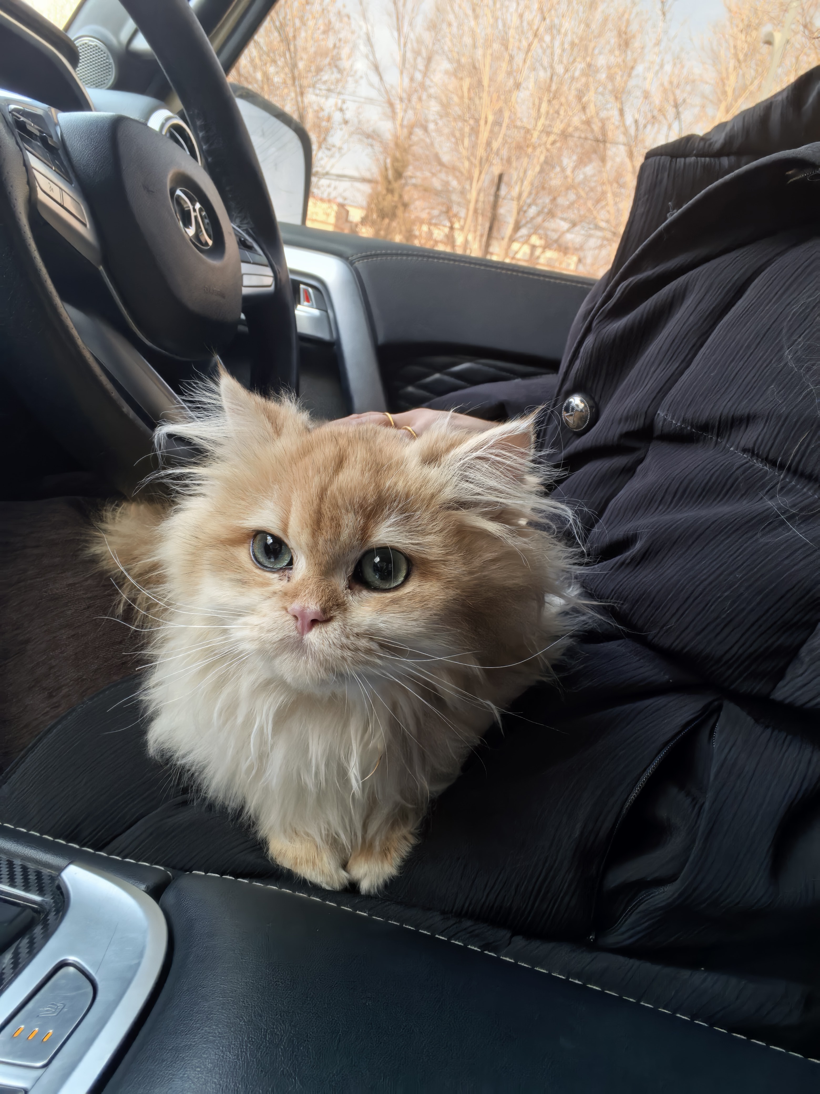 卫仕猫用筋骨魔方1.9g鲨鱼软骨素猫咪关节折耳软骨素钙片补钙宠物 实拍图