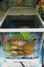 阔庭（KUOTING）乌龟缸桌面透明生态乌龟缸乌客厅水族箱白色 实拍图