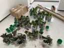 绿有意绿萝盆栽除甲醛室内好养花卉植物绿萝批发办公室新房装修净化空气 120#绿加仑吸水盆10盆+4肥 带盆带土发货 实拍图
