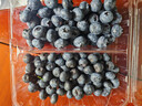京地达云南蓝莓净含量115g*12盒单果18mm 京东自营新鲜水果源头直发包邮 实拍图