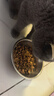 皇家猫粮 英短成猫粮 BS34 通用粮 12月以上 10KG 实拍图