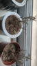 迷迭香苗盆栽可食用驱蚊植物香草薄荷苗绿植物室内煎牛排水培花卉 迷迭香原盆土一盆 盆径约12cm 含盆高约25cm 实拍图