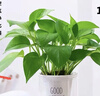 特价绿萝盆栽室内客厅办公室吸甲醛净化空气水培植物绿植花卉好养 【1盆】绿萝+早安吸水盆 整体含盆高度20-25cm 实拍图