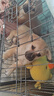 腆宠狗笼猫笼 狗笼子中小型犬带厕所幼犬狗窝猫笼子大号家用围栏兔笼 实拍图