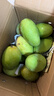 田良季广西金煌芒果特大芒大青玉水仙新鲜芒果凯特生鲜水果送礼品物盒 9斤装【蕞划算】净重8斤 甄选特级果【单果250-300g】 实拍图