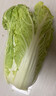 云南高原黄心娃娃菜大白菜新鲜蔬菜包心菜黄心白菜脆甜 新鲜娃娃菜1斤 实拍图