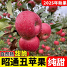2025正宗云南昭通冰糖心丑苹果新鲜水果苹果当季脆甜水果产地直发 5斤装大果（80-90mm） 实拍图