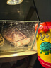 寸金（INCH-GOLD）龟三色380g 两栖爬行 水龟半水龟  黄缘巴西草龟龟食乌龟粮饲料 实拍图