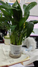 年宵花【热销款】白掌一帆风顺盆栽水培植物绿植过年装饰摆件年货 【店主推荐】特级白掌6-8株带花+早安盆+营养液 实拍图