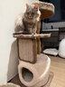 兽牌云端实木猫爬架小户型猫架带窝猫咪抓柱猫架子猫树猫窝猫抓板一体 小树屋【实木柱+大窝】 实拍图