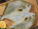 翔泰海南深海金鲳鱼700g 2条 火锅 年货节生鲜鱼类 BAP认证 海鲜水产  实拍图