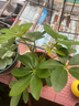 特价懒人水培绿植九里香绿萝文竹室内易养净化空气花卉盆栽 鸭脚木1颗【不含盆】土培水培皆可10-15cm 实拍图