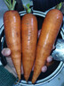 河南新鲜带泥胡萝卜农家水果萝卜应季早餐蔬菜红薯营养减脂食品 胡萝卜1斤带箱 200g+/支 实拍图