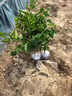 颜怒正宗嫁接砂糖橘子树苗无籽蜜橘树苗盆栽地栽果树苗南方北方种植 正宗砂糖橘子 三年苗壮苗 实拍图