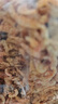 春江月南极磷虾仁深海鳞虾干肉干货新鲜小虾米虾皮特产磷虾干官方旗舰店 南极磷虾仁【250g*2袋】南极鲜捕 实拍图