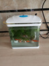 森森（SUNSUN）鱼缸水族箱生态桌面金鱼缸玻璃小型客厅制氧过滤免换水家用缸 高清玻璃 230白色标配 （带20件套） 实拍图