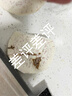 探味君 广西荔浦大芋头 新鲜现挖粉糯大香芋 新鲜蔬菜 净重1.8-2斤 超大芋王 （单果800g起） 实拍图