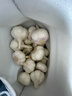 2025当季鲜蒜嫩蒜山东苍山大蒜白皮蒜湿蒜可腌糖蒜腊八蒜鲜蒜干蒜 鲜蒜 1500g 白皮蒜 实拍图