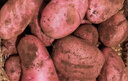 内蒙红皮大土豆新鲜黄心土豆现挖洋芋地蛋马铃薯粉面火锅批发 红皮土豆大果 3斤净重 【单果150g+】 实拍图