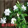 【亏本冲量】栀子花种子春秋播种易活开花植物盆栽室内室外花卉 栀子花种子 3包约300粒 实拍图