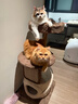 兽牌云端实木猫爬架小户型猫架带窝猫咪抓柱猫架子猫树猫窝猫抓板一体 小树屋【实木柱+大窝】 实拍图