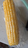十月稻田 花甜糯玉米 10根 4.4斤 早餐代餐 低脂杂粮 粗粮礼盒 实拍图