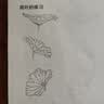 中国画白描临摹画册美术入门描摹浅印线条涂色基础画画国风简笔画 花鸟篇 实拍图