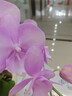 年宵花春节蝴蝶兰盆栽花苗桌面装饰花卉植物四季好养绿植过年货 粉色系蝴蝶兰配雪糕陶瓷盆 实拍图
