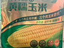 十月稻田 黄糯玉米 3.52斤(220g*8根) 东北粘苞米 早餐杂粮 马年限定 实拍图