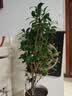 花翁大红赤丹茶花树苗室内盆栽绿植阳台盆景庭院植物年宵花卉源头直发 实拍图